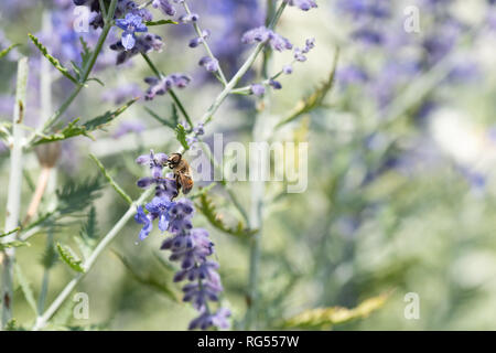 Une couleur d'une image floral / russe perovskia blue spire sauge / fleur avec une abeille dessus,floue fond vert naturel journée ensoleillée Banque D'Images