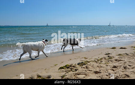 Chiens qui courent le long de la plage de Shell Beach, Swanage, à l'île de Purbeck, Dorset, England, UK Banque D'Images