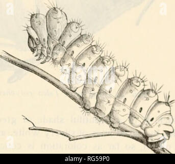 . Le papillon livre ; un guide populaire pour une connaissance des papillons d'Amérique du Nord. Les papillons -- Amérique du Nord. Saturniidte chaque joint de la paire postérieure. Le genre est assez grande, mais seulement une espèce se trouve dans les régions tempérées de l'Amérique. Il est mieux représenté dans l'Ancien Monde. (I) Actias luna l.inmuus Xil, plaque. Fig. 7, 3 . (La Luna Moth.) Ce commun et bien connu a une large gamme d'insectes du Canada vers la Floride et l'ouest jusqu'au Texas et la trans- Mississippi Membres en ce qui concerne la région des grandes plaines. La larve, dont voici une représentation, rss sur la va Banque D'Images