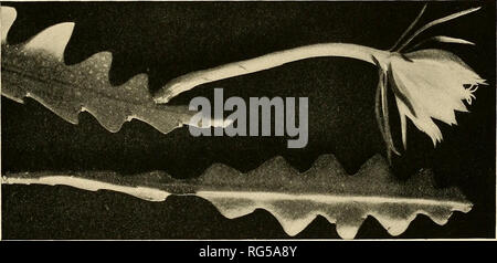 . Les Cactaceae : descriptions et illustrations de plantes de la famille des cactus. EPIPHYLLUM. 191 filaments pointu ; blanc, presque aussi longtemps que les segments du périanthe-style ; recouvrir les étamines, blanc pur ; la stigmatisation - 8 lobes, Hnear. Localité type : Mexique. Distribution : Le Mexique, mais inconnu. Cette espèce a été nommée pour Charles Darrah de Heaton Mersey près de Manchester, Angleterre (1844-1903). Sa grande et précieuse collection de plantes succulentes, cactus en particulier, a été présenté à la société de Manchester par sa veuve et sa famille et est maintenant logé dans des maisons construites dans la région de Alexander Park. Banque D'Images