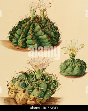 . Les Cactaceae : descriptions et illustrations de plantes de la famille des cactus. BRITTON ET ROSE, VOL. Plaque mauvais XVII. M. E. Eaton del. 1. Plante en fleurs de Gymnocalycium megalothelos. 2. Haut de plante à fleurs de Gymnocalycium platense. 3. Plante en fleurs de Gymnocalycium multiflorum. (Tous les grandeur nature.). Veuillez noter que ces images sont extraites de la page numérisée des images qui peuvent avoir été retouchées numériquement pour plus de lisibilité - coloration et l'aspect de ces illustrations ne peut pas parfaitement ressembler à l'œuvre originale.. Britton, Nathaniel Lord, 1859-1934 ; Rose, J. N. (1862), Joseph Nelson Banque D'Images