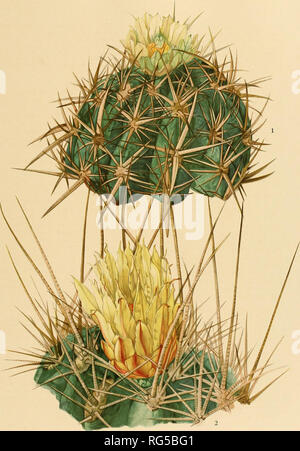 . Les Cactaceae : descriptions et illustrations de plantes de la famille des cactus. BRITTON ET ROSE, VOL. Ill. XIV PLAQUE M. E. Eaton del. 1. La floraison de plantes viridescens Ferocactus. 2. Haut de plante à fleurs de Ferocactus rectispinus. (Tous les grandeur nature.). Veuillez noter que ces images sont extraites de la page numérisée des images qui peuvent avoir été retouchées numériquement pour plus de lisibilité - coloration et l'aspect de ces illustrations ne peut pas parfaitement ressembler à l'œuvre originale.. Britton, Nathaniel Lord, 1859-1934 ; Rose, J. N. (Joseph Nelson), 1862-1928. Washington : Carnegie Institution of Washington Banque D'Images