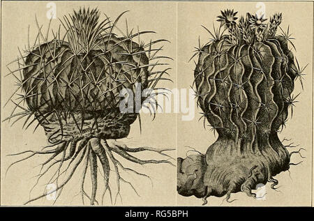 . Les Cactaceae : descriptions et illustrations de plantes de la famille des cactus. n6 les Cactaceae. Localité type : Mexique. Distribution : Le Mexique, dans les Etats de Hidalgo et San Luis Potosi, selon Schumann. Nous savons que cette espèce certainement qu'à partir de la plaque du Lemaire qui est sans doute typique. Selon Schumann, il a la même plage que E. obvallatus, une espèce qui, à en juger par les illustrations, il doit être très près d'elle, si ce n'est pas en fait la même. Un spécimen récolté par Rose à San Juan del Rio en 1905 a 5 épines dans un cluster, mais l'ensemble de la plante est plus lourdement armée que Lemaire Banque D'Images