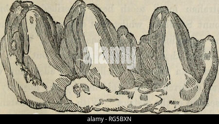 . Calcutta Journal officiel de l'histoire naturelle. Le fossile d'une molaire de Mastodon Australis. 573 Communication au * Annales" (p. 9, fig. 2 et 3), je trouve que la référence à la partie de la dent au genre Dinotherium était prématurée et erronée. L'espèce à laquelle il aspirait n'être-, en effet, les molaires de la moissonneuse-batteuse comme ceux de l'Dinothe- rium avec deux grandes défenses incisif* dans la mâchoire inférieure, mais ces défenses incline vers le haut au lieu de se pencher vers le bas, et sont identiques en forme et structure avec la défense de l'un de l'os-caves de Wel- lington Vallée, décrite par moi pour Sir T. M Banque D'Images