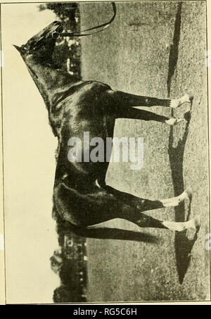 . Paperchasing Calcutta records. Les chevaux, Steeplechasing -- l'Inde ; la chasse au renard -- l'Inde. o un 2*. Veuillez noter que ces images sont extraites de la page numérisée des images qui peuvent avoir été retouchées numériquement pour plus de lisibilité - coloration et l'aspect de ces illustrations ne peut pas parfaitement ressembler à l'œuvre originale.. Sabretache, b. 1867. Calcutta : Thacker, Spink Banque D'Images