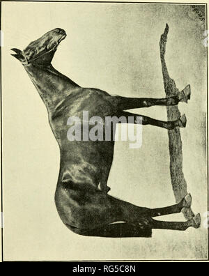 . Paperchasing Calcutta records. Les chevaux, Steeplechasing -- l'Inde ; la chasse au renard -- l'Inde. o. Veuillez noter que ces images sont extraites de la page numérisée des images qui peuvent avoir été retouchées numériquement pour plus de lisibilité - coloration et l'aspect de ces illustrations ne peut pas parfaitement ressembler à l'œuvre originale.. Sabretache, b. 1867. Calcutta : Thacker, Spink Banque D'Images