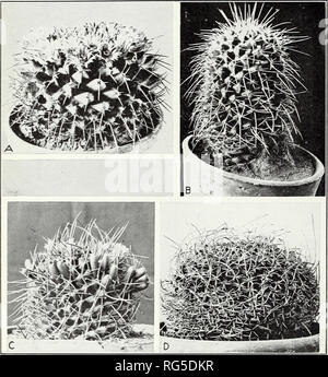 . Cactus. Cactus. Circulaire no 66, U.S. Dept. of Agriculture plaque 3. A.-Neomammillaria Mammillaria magnimamma (centricirrha). B.- Neomammillaria compressa (Mammillaria cirrhifera). C.-Neomammillaria (Mammillaria carnea). D.-Neomammillaria (Mammillaria mystax mutabilis). Veuillez noter que ces images sont extraites de la page numérisée des images qui peuvent avoir été retouchées numériquement pour plus de lisibilité - coloration et l'aspect de ces illustrations ne peut pas parfaitement ressembler à l'œuvre originale.. Griffiths, David, 1867-1935 ; Thompson, Charles Henry, 1870-1931. Washington, D. C. : U.S. Dept. of Agriculture Banque D'Images