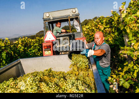 Récolte du vin, région viticole de Melnik, République tchèque récolte agricole dans le vignoble Banque D'Images