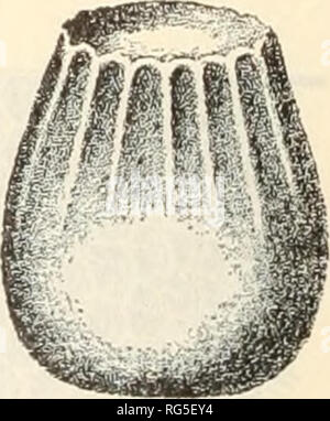 . Le papillon livre ; un guide populaire pour une connaissance des papillons d'Amérique du Nord. Les papillons -- Amérique du Nord. Il y a aussi une grande variété dans leur couleur. Marron, bleu, vert, rouge et jaune d'œufs. Verdâtre ou blanc-vert sont des teintes. Les oeufs sont souvent ornés de points et de lignes de couleur plus sombre. Des espèces qui sont liées l'une à l'autre montrent leur affinité même sous la forme de leurs oeufs. À l'extrémité supérieure des oeufs d'insectes il y a une ou plusieurs structures curieux, connu sous le nom de micropyles (petites portes), Fig. s. -Œuf d Aiiosia plexippus, grandeur nature, sur le dessous de la Banque D'Images