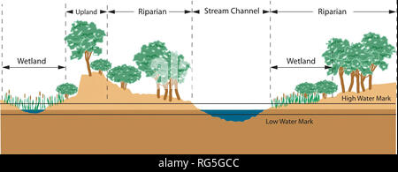 . Un guide de planification de la protection des milieux humides du Montana et les zones riveraines . Les zones humides ; la gestion des zones humides, les zones riveraines, les zones riveraines. La figure 1. La relation des zones riveraines aux zones humides. Quelles sont les zones riveraines ? Les zones riveraines sont des communautés végétales à côté de rivières, ruisseaux, et les voies de drainage, souvent associée à une vallée. Ils ont aussi un ou les deux caractéristiques suivantes : • végétatif clairement différente d'espèces que les zones adjacentes ; et/ou • similaires aux zones adjacentes mais présentant une robuste croissance plus vigoureuse ou formes (USFWS, 1997). La largeur de la vallée ofte Banque D'Images