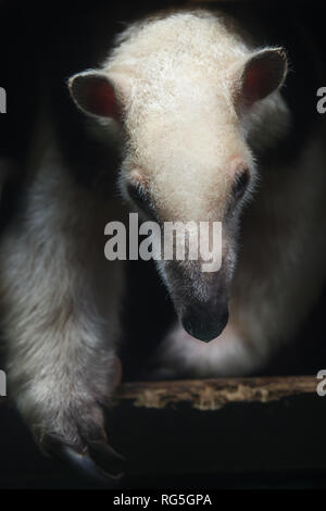 (Tamandua tetradactyla tamandua du Sud), également connu sous le nom de fourmilier à collier ou moins anteater. Banque D'Images