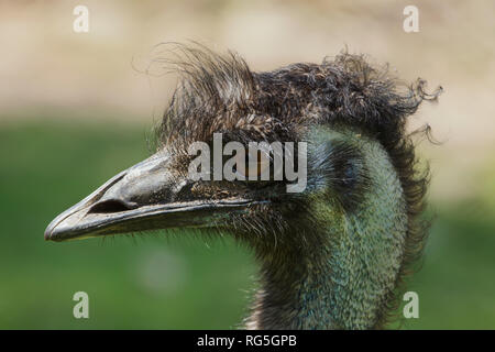 L'UEM (Dromaius novaehollandiae). Oiseaux de la faune. Banque D'Images