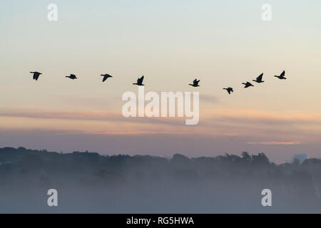 SkyGeese quitter leur perchoir de nuit sur le lac de Skene comme le soleil se lève Banque D'Images