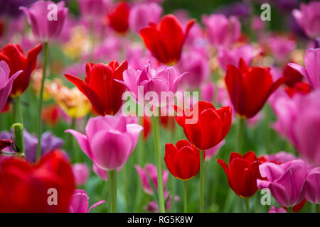 63821-22812 tulipes rouges et roses, Cantigny Park, Wheaton, Illinois Banque D'Images