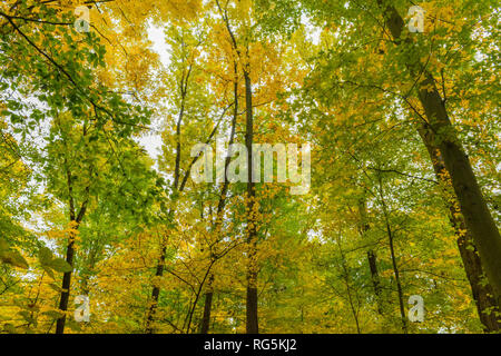 À l'automne coloré à travers le feuillage, je suis entouré par la beauté de la nature. Banque D'Images