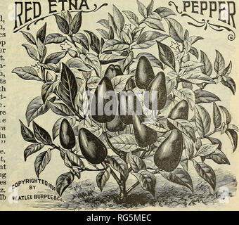 . Burpee's farm 1893 annuel. Pépinières (Horticulture) Pennsylvanie Philadelphie catalogues ; graines de plantes ornementales ; catalogues, catalogues, catalogues de graines de fleurs. . Veuillez noter que ces images sont extraites de la page numérisée des images qui peuvent avoir été retouchées numériquement pour plus de lisibilité - coloration et l'aspect de ces illustrations ne peut pas parfaitement ressembler à l'œuvre originale.. W. Atlee Burpee Company ; Henry G. Gilbert Pépinière et du commerce de semences Catalogue Collection. Philadelphie, P. A. : W. Atlee Burpee &AMP ; Co. Banque D'Images