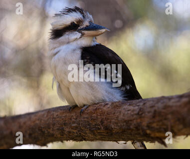 Australian Kookaburra Dacelo Novaeguineae (rire) sur une branche Banque D'Images