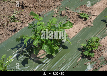 Détail de jeunes plants de pommes de terre vert s'accroître par le couvre-sol dans un champ de sable. Banque D'Images