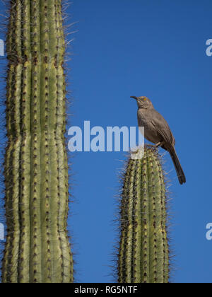 Une courbe brown thrasher à bec (Toxostoma curvirostre) se dresse au sommet d'un tuyau d'orgue (Stenocereus thurberi) cactus en Arizona's Organ Pipe National Monument Banque D'Images