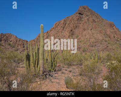 Tuyau d'orgue rare (Stenocereus thurberi cactus) mélanger avec, saguaro cactus cholla, et d'autres et la brosse en Arizona's Organ Pipe Cactus National Monument Banque D'Images