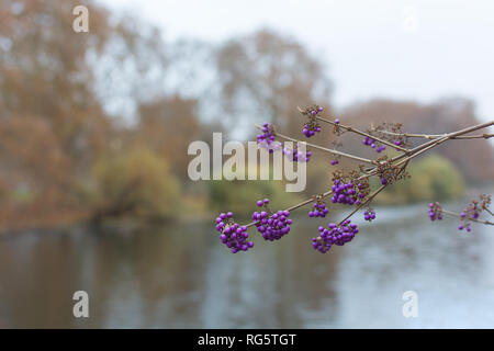 Petits fruits violets ou giraldii Callicarpa bodinieri Profusion Direction générale sur le fond de l'automne et de l'étang de jardin. St James Park, Londres en novembre Banque D'Images