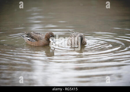 Canard femelle natation Banque D'Images