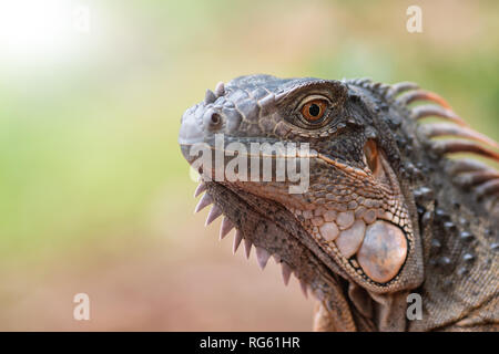 Portrait d'un iguane rouge, Indonésie Banque D'Images