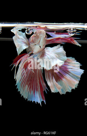 Portrait d'un poisson betta à respirer la surface de l'eau, de l'Indonésie Banque D'Images