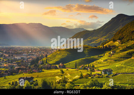 Vignes voir à Santa Maddalena Bolzano Droopweg 21. Trentin-haut-Adige Sud Tyrol, l'Italie, l'Europe. Banque D'Images