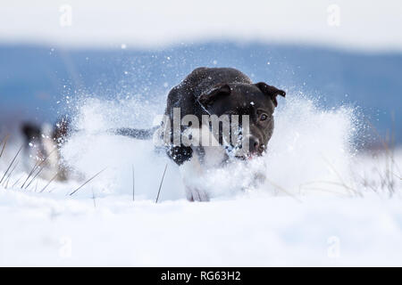 Black Bull-Terrier Américain de mine d'exécution dans la neige Banque D'Images