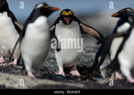 Penguin macaroni Eudyptes chrysolophus balades pleine longueur sur mussell couverts shell rock avec rockhopper pengiuins falkand islands île Saunders Banque D'Images