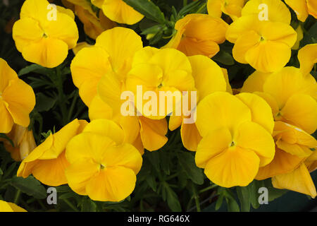 Jardin pansy (Viola tricolor var. hortensis). Banque D'Images