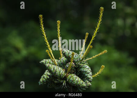 Le genévrier commun (Juniperus communis). Usine de conifères. Banque D'Images