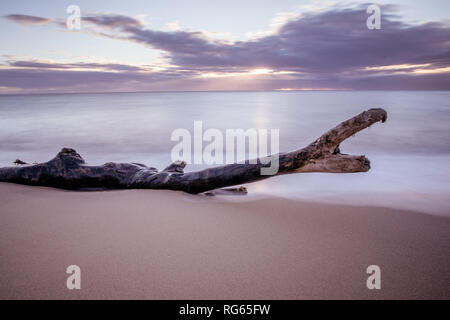 Driftwood sur Wailua Beach, Kauai, Hawaii, dans la lumière du matin doux avec de l'eau lisse, soyeux et les vagues. Banque D'Images