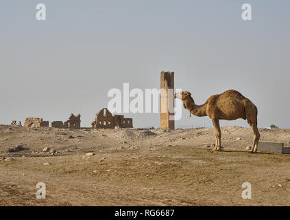 Ruines de l'université la plus ancienne du monde et camel Banque D'Images