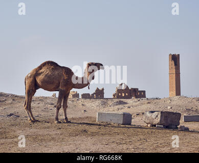 Ruines de l'université la plus ancienne du monde et camel Banque D'Images