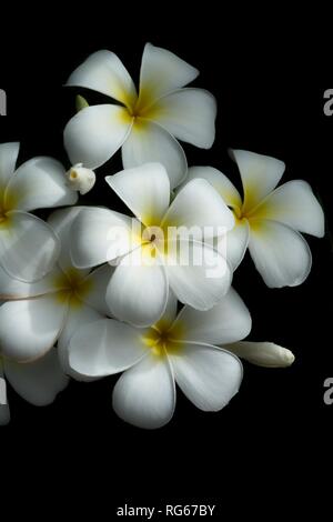 Fleurs de plumeria blanc sur fond noir Banque D'Images