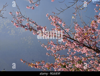 Sauvages de l'himalaya fleurs de cerisier (Prunus cerasoides) le long du Camp de base de l'Everest trek, Khumbu, Népal Banque D'Images