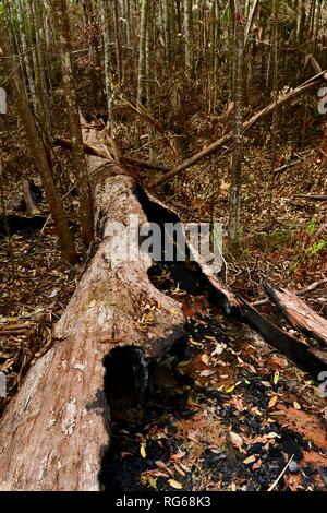 Arbres forêt carbonisée noire au lendemain de la brousse en 2018 qui souhaitent le circuit piscine à pied, Eungella National Park, Queensland, Australie Banque D'Images