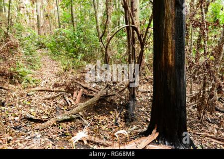 Arbres forêt carbonisée noire au lendemain de la brousse en 2018 qui souhaitent le circuit piscine à pied, Eungella National Park, Queensland, Australie Banque D'Images