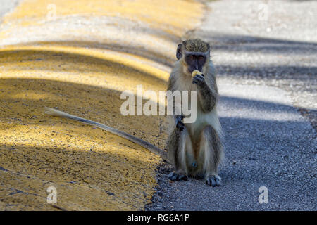 Singe vert Chlorocebus aethiops/sabeus, Barbade Banque D'Images