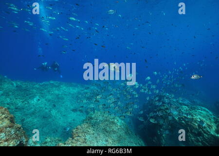 L'école sous-marine de poissons dans la mer Méditerranée avec les plongeurs en arrière-plan, France, réserve marine de Banyuls, Cerbère Pyrénées-orientales Banque D'Images