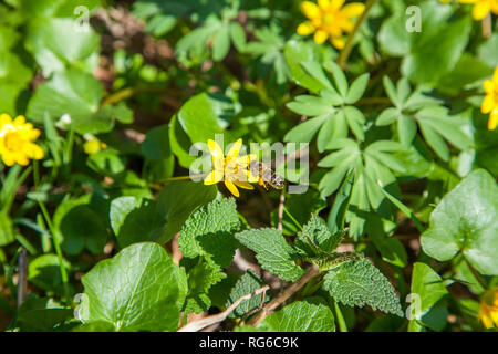 Vue rapprochée de l'abeille sur travail connu sous le nom de Populage des marais Caltha palustris en jaune croissant sur bois humide au printemps. Banque D'Images