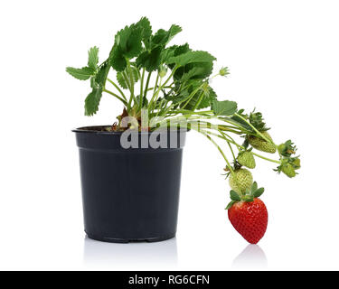 Fraisier avec des fruits en pot isolé sur fond blanc Banque D'Images