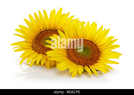 Le tournesol isolé sur fond blanc Banque D'Images