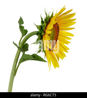 Avec des feuilles vertes tournesol isolé sur fond blanc Banque D'Images