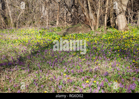 Vue générale de la plante à fleurs Corydalis solida et Populage des marais (Caltha palustris) qui fleurit au printemps la forêt. Petit jaune et violet fleurs sauvages Banque D'Images