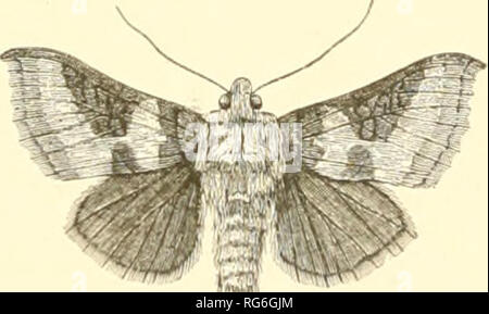 . Les papillons et les mites (britannique). Les papillons ; les insectes -- Grande-Bretagne. La chenille est le 263 NOCTUM vert et velouté, avec une bande blanchâtre sur le côté, et stigmates jaune. Il se nourrit de {saule Salix alba) et Salix caprea citrine [) ; et lorsque leur longueur maximale, à la fin du mois de juin, il tisse un cocon soyeux blanc entre les feuilles de son arbre, et les modifications apportées à une chrysalide très sombre. Famille-Plusiid.e le plus caractéristique particulière des papillons de cette famille est les touffes de cheveux qui s'effectue perpendiculairement sur la partie supérieure de la poitrine. L'abdomen est également reposé, et les ailes antérieures de plusieurs espèces h Banque D'Images