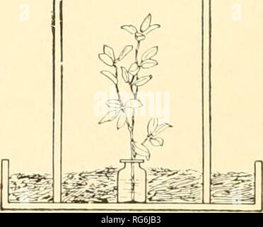 . Les papillons et les mites (britannique). Les papillons ; les insectes -- Grande-Bretagne. ,.R = %.. Fic. 57.-une larve de verre. Le sapin,. 58.-Une larve verre.-les avec vos doigts, mais soulever doucement à l'aide d'une petite brosse à poils de chameau. Les larves plus grosses n'a jamais besoin d'être déplacé du tout. Ils vont toujours chercher des aliments frais pour eux-mêmes, et les vieux peuvent être retirés une fois qu'ils ont quitté. Pour l'élevage d'espèces plus grosses bouteilles ordinaires ne sont guère satisfaisantes, et il faut soit utiliser des grandes jarres ou construire des cages de certaines terres. Une cloche ordinaire comme est utilisé pour recouvrir les fougères ou pour les aquariums fait une très iiseful la ' Banque D'Images