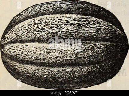 . Burpee's farm annuelle. Pépinière en Pennsylvanie Philadelphie ; Catalogues Catalogues Catalogues fleurs ; légumes ; catalogues ; Graines W. Atlee Burpee Company ; le matériel de pépinière, des fleurs, de légumes, graines. Nouveau LONG ISLAND BEAUTY MELON. LONG ISLAND LA BEAUTÉ. L'illustration ci-dessus ac- curately photos ce nouveau melon, ayant été gravés directement à partir d'une photo. C'est un bien meilleur que le melon Hackensack, très tôt et à peu près aussi tôt. Les lobes sont plus larges et plus lourds que la compensation sur le Hackensack, tandis que la chair vert clair est plus épais et plus doux,-être de saveur vraiment délicieux. De plus, Banque D'Images